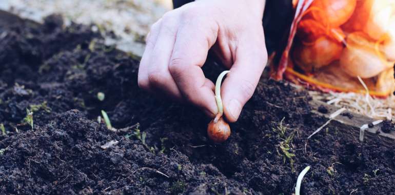 Gardening 101: A Simple Guide to Setting Up Your Garden