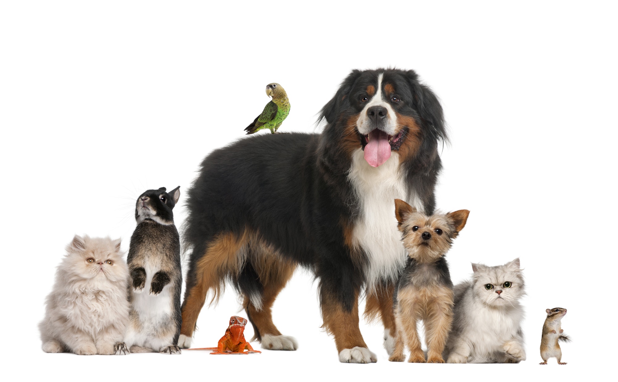 Choosing the Right Pet for You