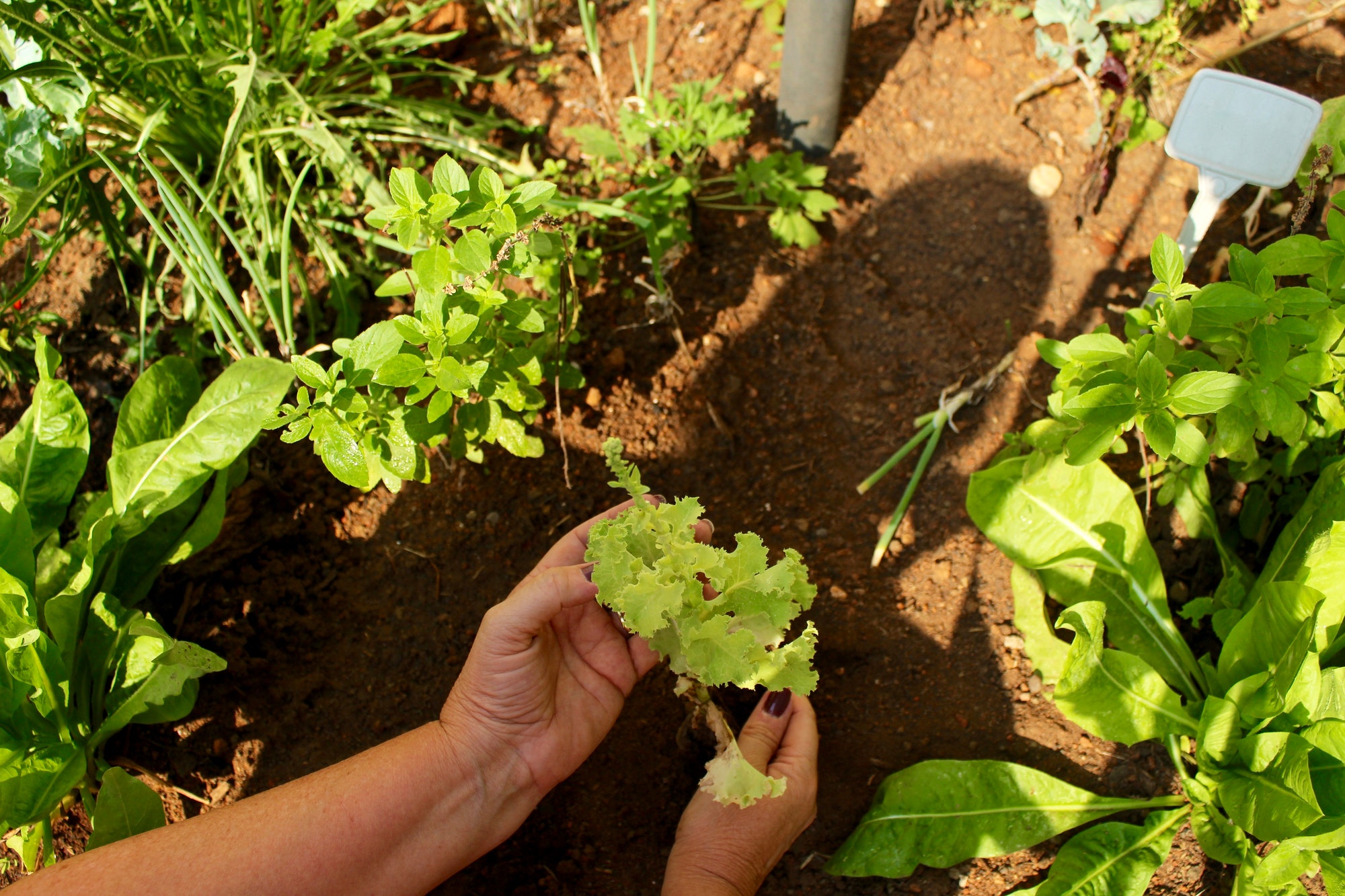 Skills To Have While Homesteading