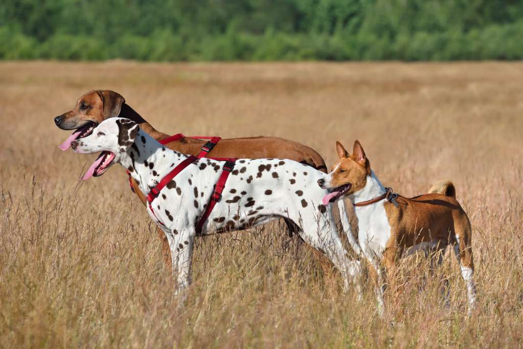 Three dogs on a field