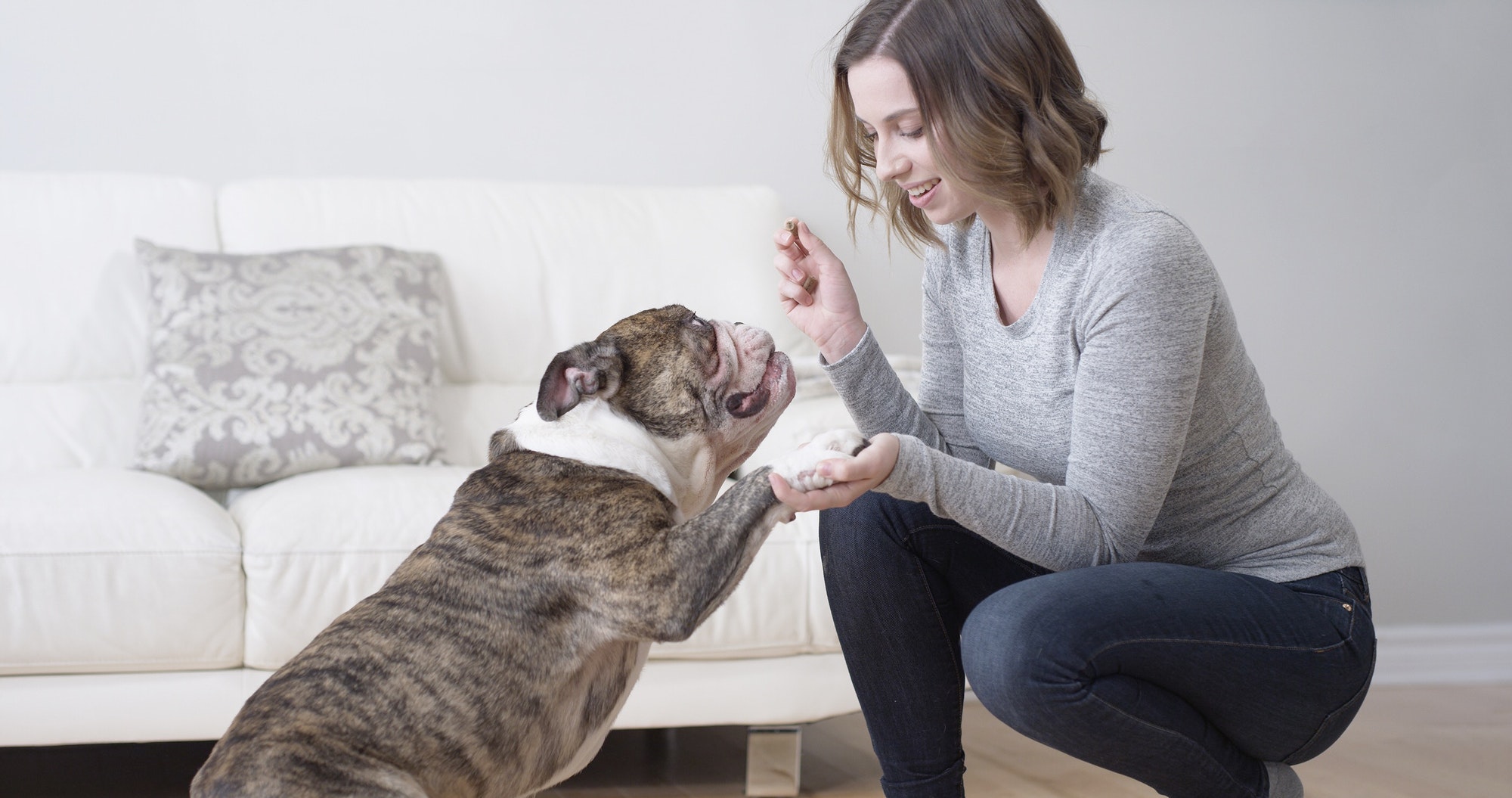 The Reward System for Pets